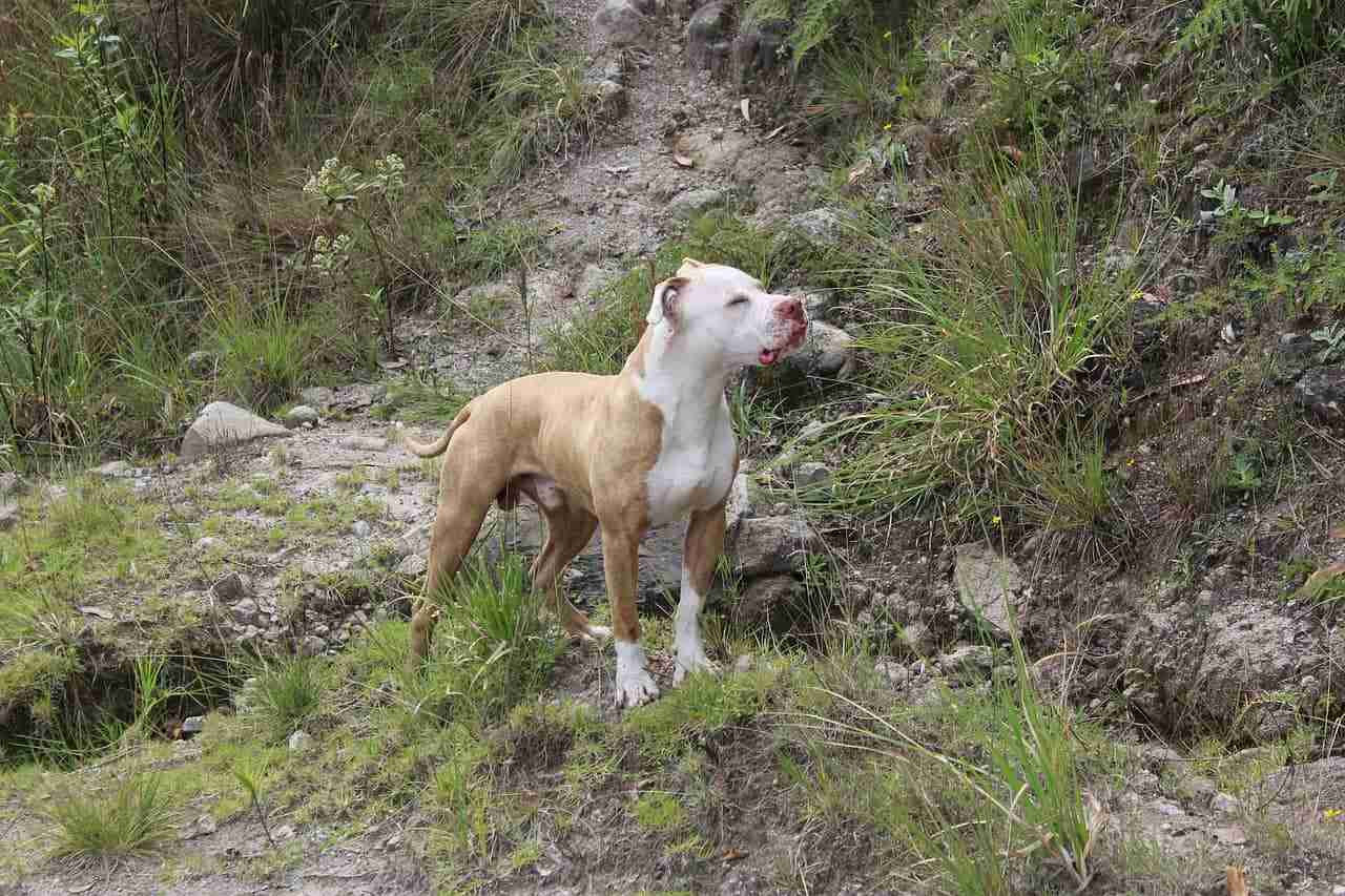 Claim Compensation Dog Attack claim compensation dog attack