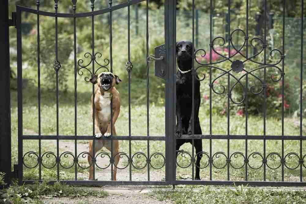 Animal Accident Claims